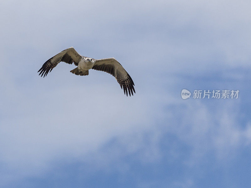 格斗鹰(Polemaetus bellicosus)幼年飞行;恩戈马，博茨瓦纳，非洲南部